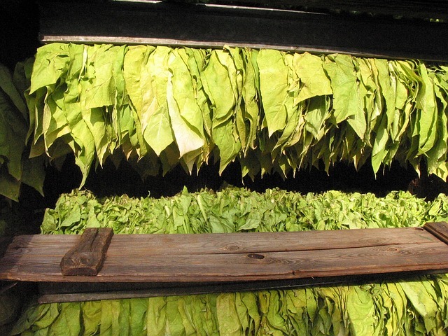 Leaves of the tobacco plant