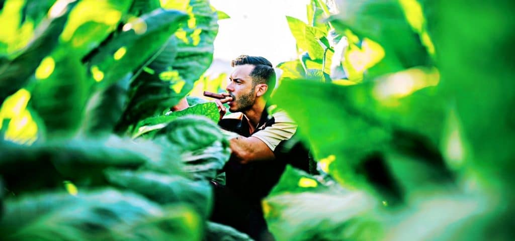 Juan Lugo standing in a tobacco field and smoking a cigar